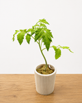 Planter Pod - Ribbed (Small)