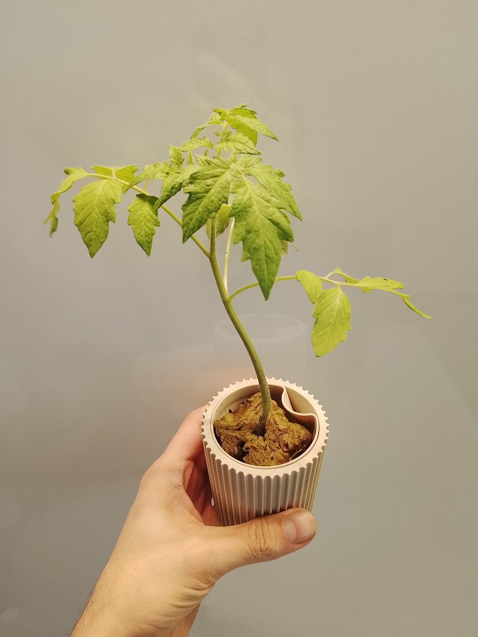 Planter Pod - Ribbed (Small)